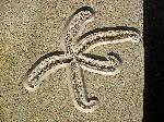 Schlangenstern (Ophiuroidea) non det.